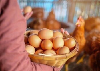 Paytaxtda və bölgələrdə kənd yumurtası kəskin BAHALAŞDI