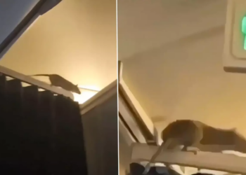 Təyyarəyə siçan girdi, uçuşu dayandırıb 36 saat onu axtardılar