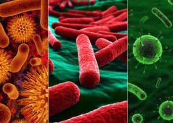 Gündəlik menyunuzda bu bakteriya olmalıdır