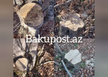 300-dən çox kəsilmiş ağac, qanunsuz ov… -Şahdağ Milli Parkında nə baş verir? -VİDEO/FOTO