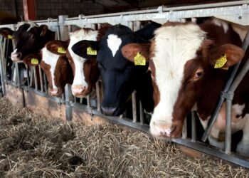 Cari ildə ölkədə 544 min ton ət istehsal olunub – Kənd təsərrüfatında artım olan sahələr