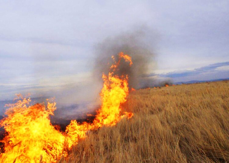 Əkin sahəsini yandıranlara XƏBƏRDARLIQ: 7000 manat cərimə və həbs