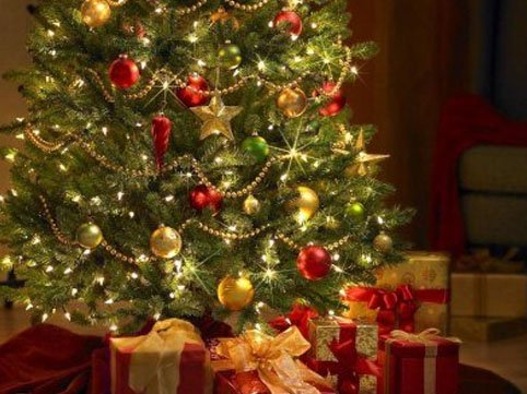 Yeni İl şam ağacları xəstəlik yayır? – XƏBƏRDARLIQ